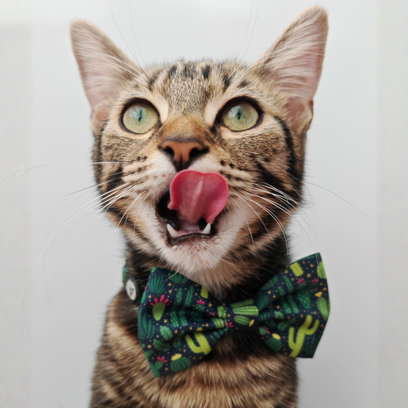 Cactus Edition - Breakaway Cat Collar
