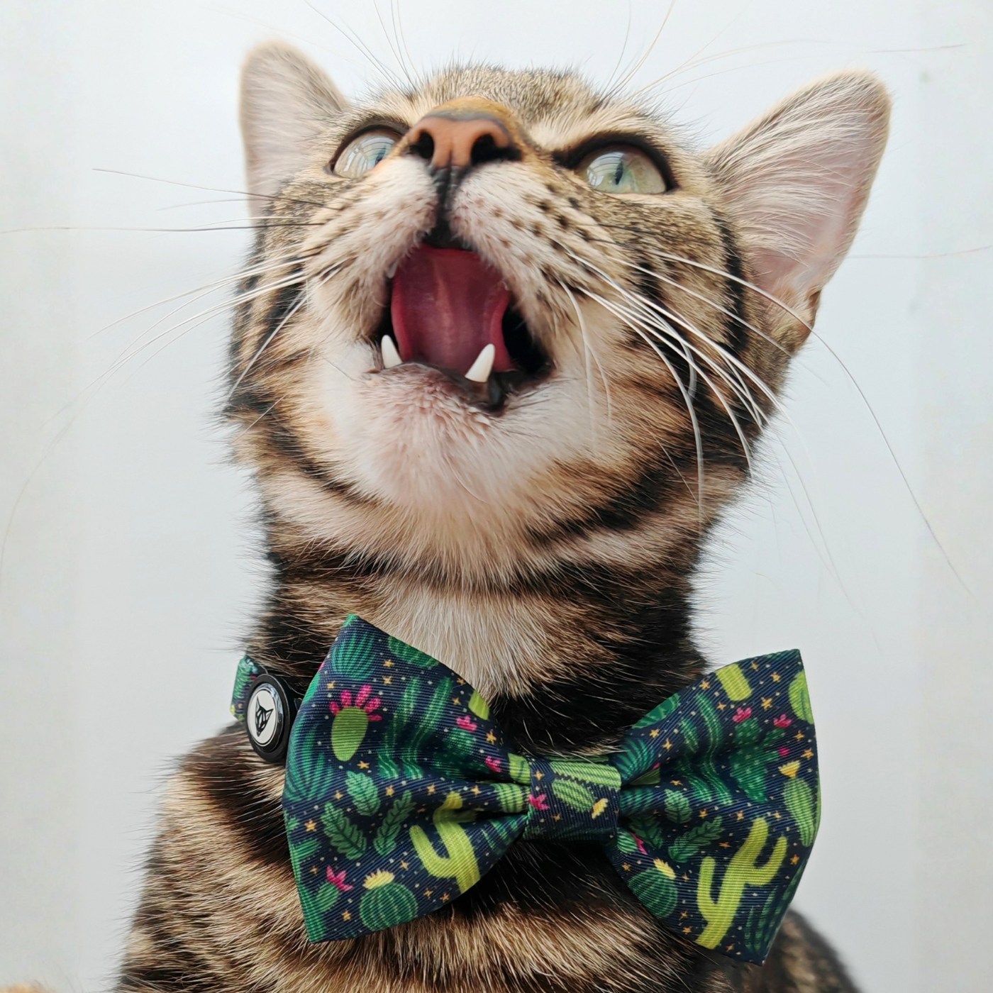 Cactus Edition - Breakaway Cat Collar