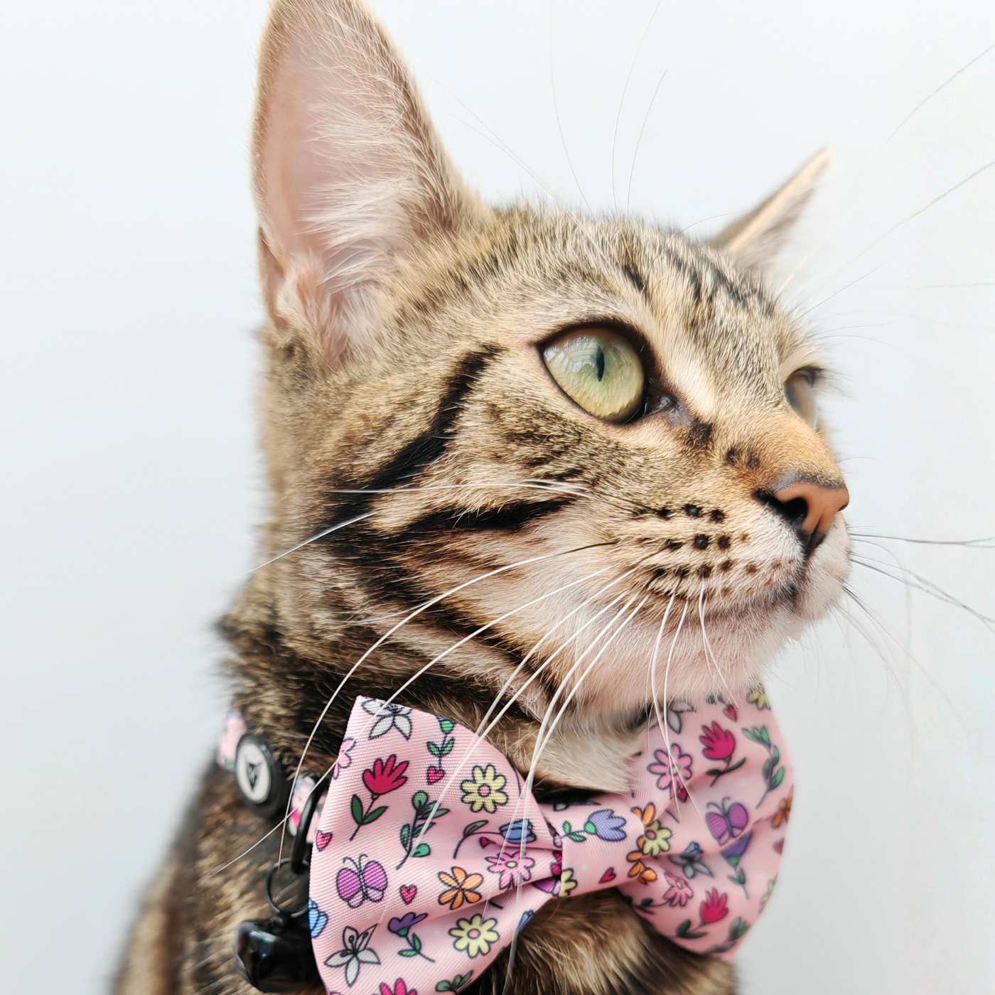 Petal & Print Edition - Breakaway Cat Collar