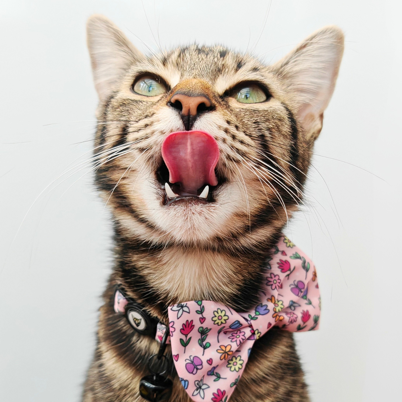 Petal & Print Edition - Breakaway Cat Collar