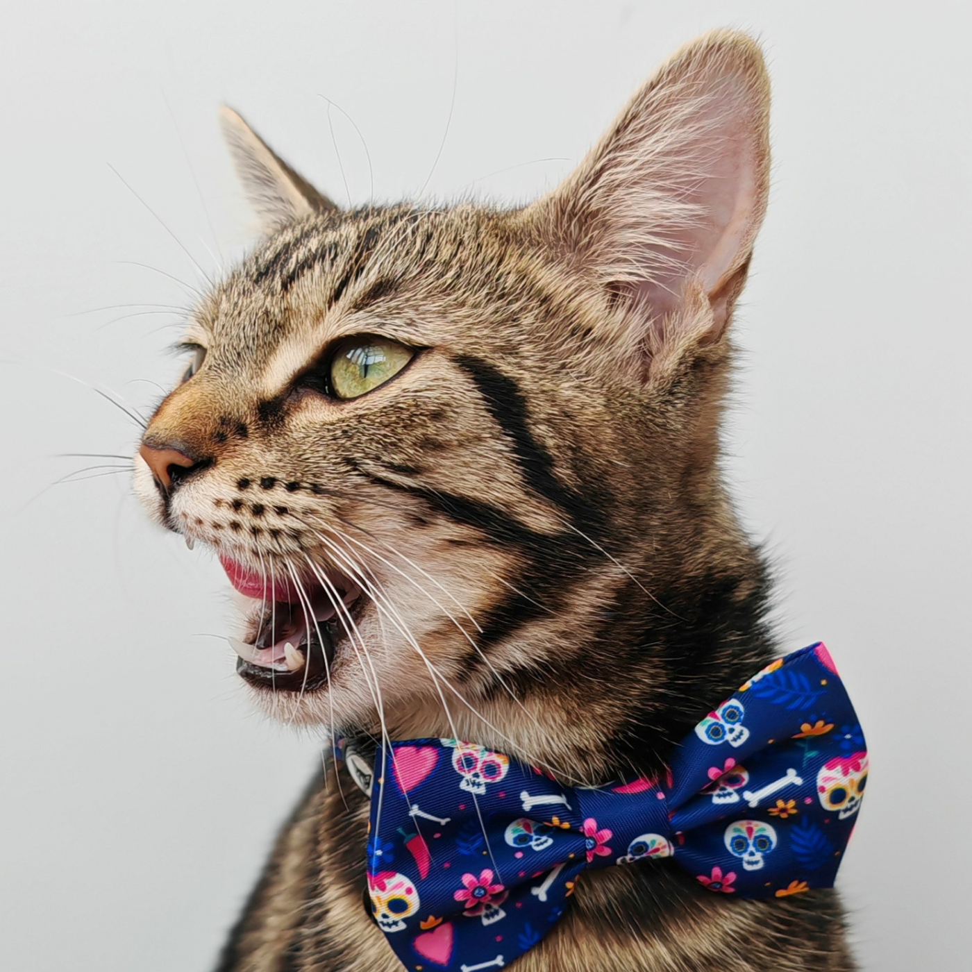 Skull & Bloom Edition - Breakaway Cat Collar