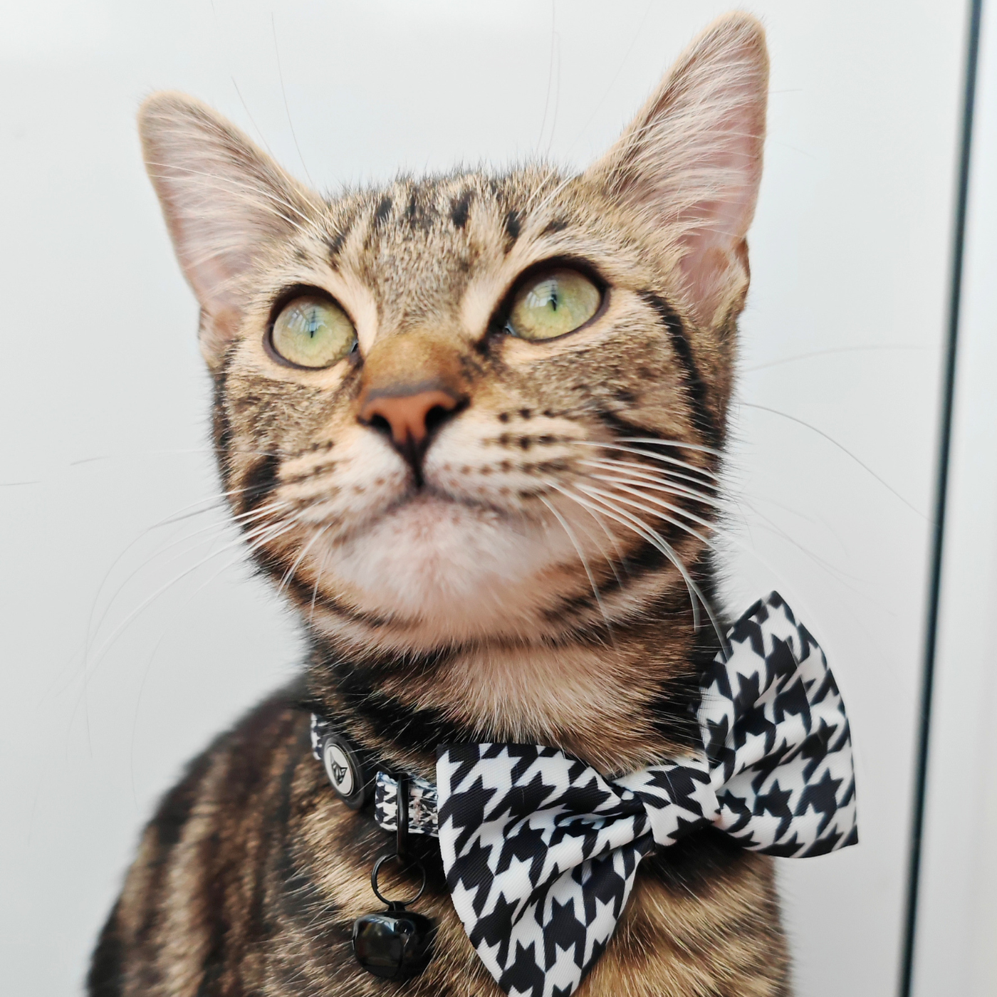 Tailored Tux Edition - Breakaway Cat Collar