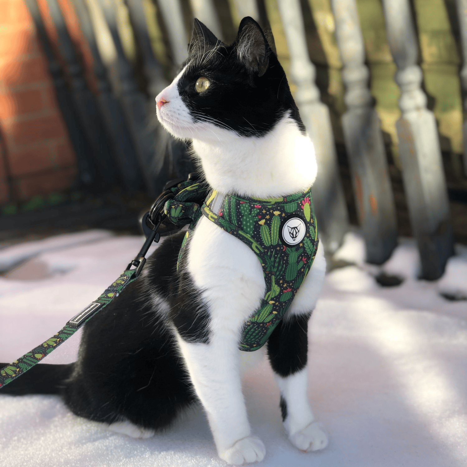 The Urban Kitty Cactus Edition - Cat Harness Bundle