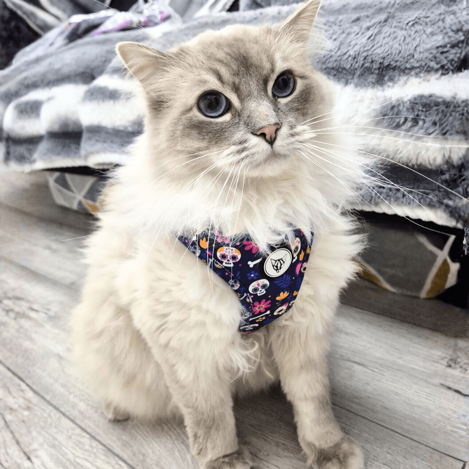 The Urban Kitty Skull & Bloom Edition - Cat Harness Bundle