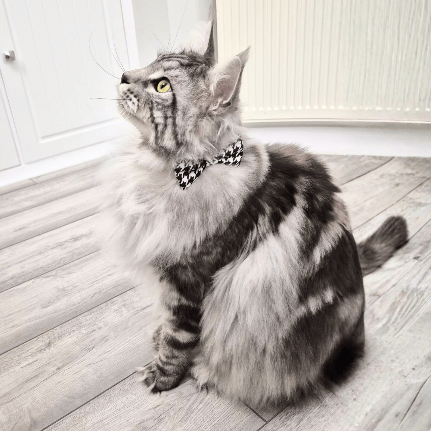 The Urban Kitty Tailored Tux Edition - Breakaway Cat Collar