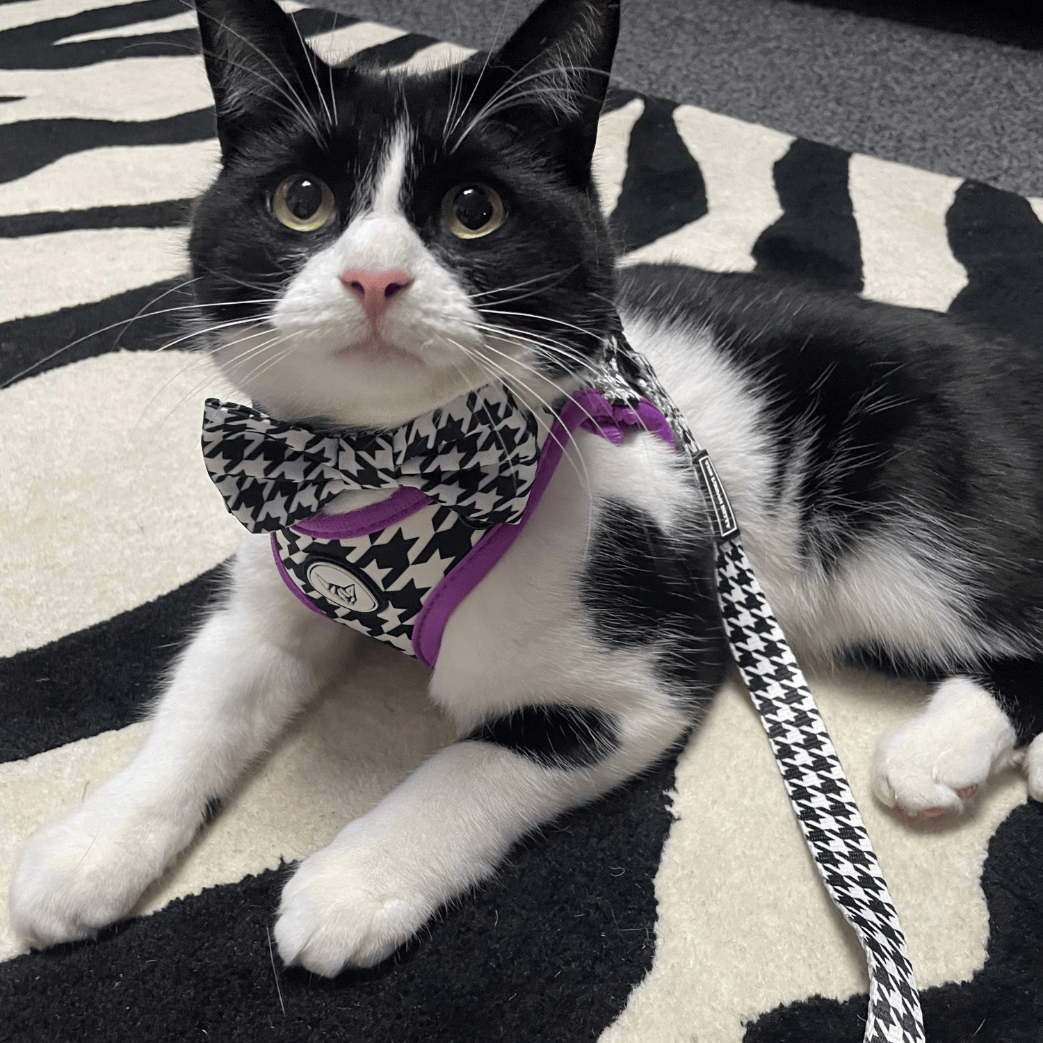 The Urban Kitty Tailored Tux Edition - Breakaway Cat Collar