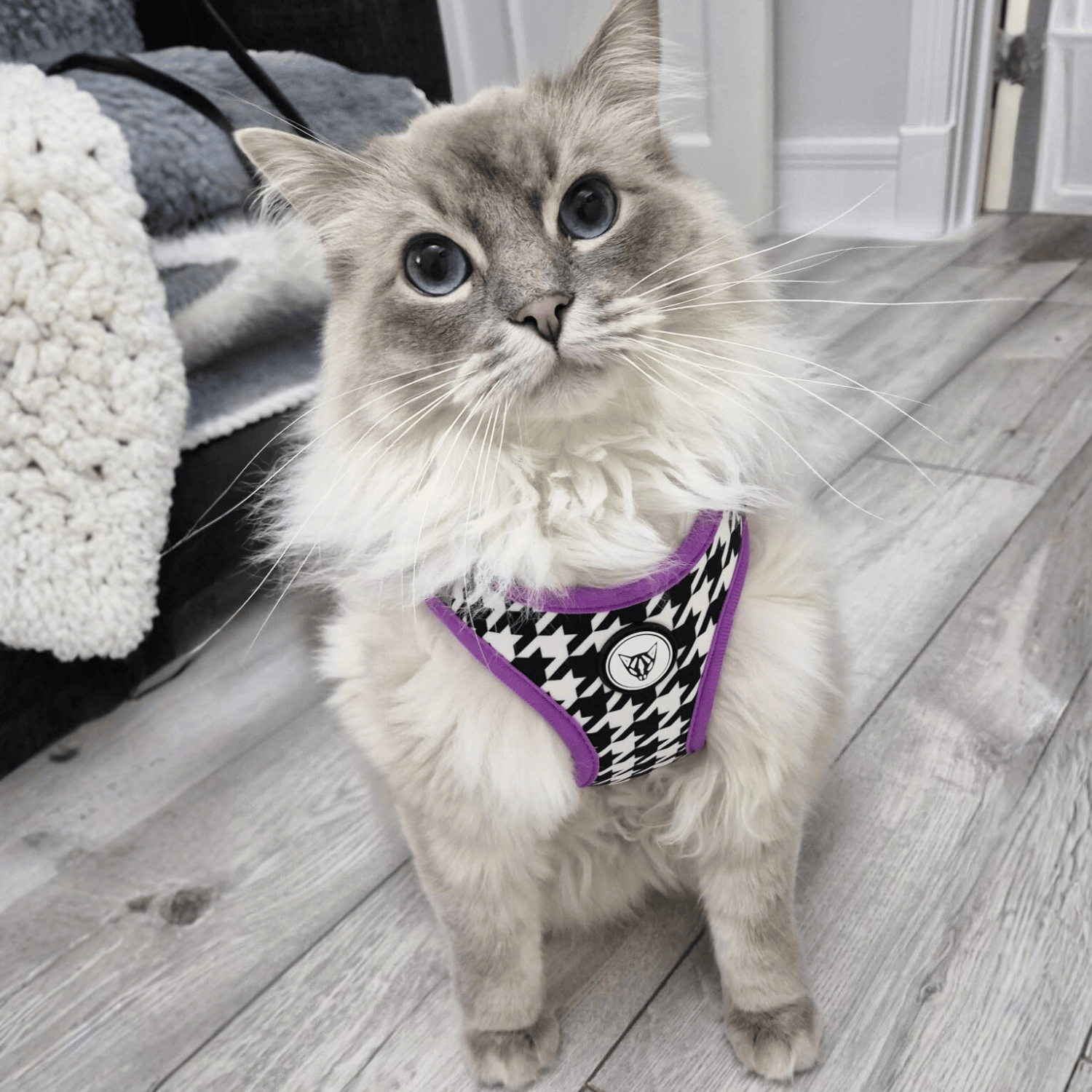 The Urban Kitty Tailored Tux Edition - Cat Harness Bundle