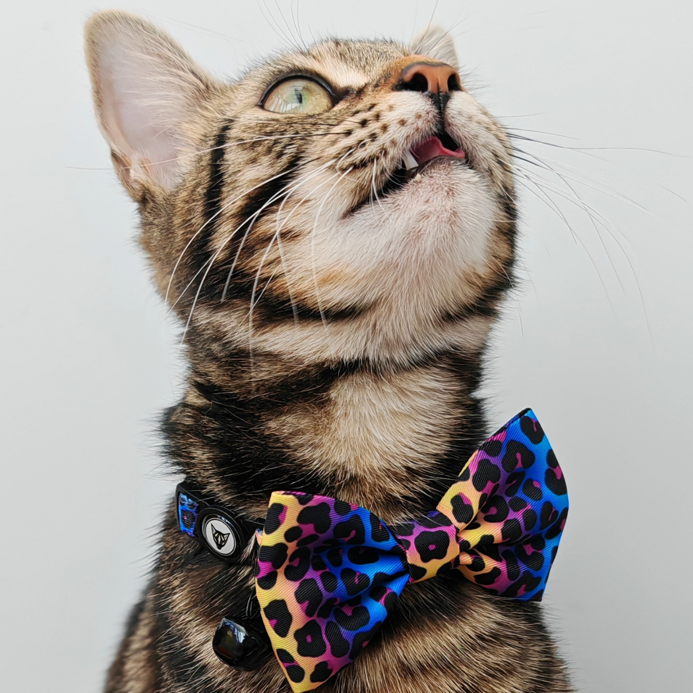 Wild Cat Edition - Breakaway Cat Collar