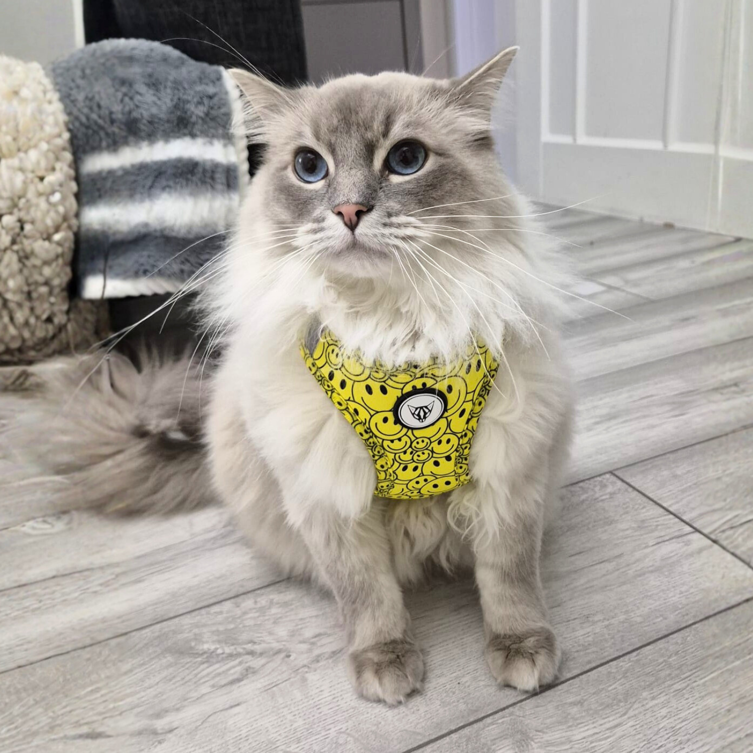 Smiley Cat Edition - Ultimate Adventure Bundle