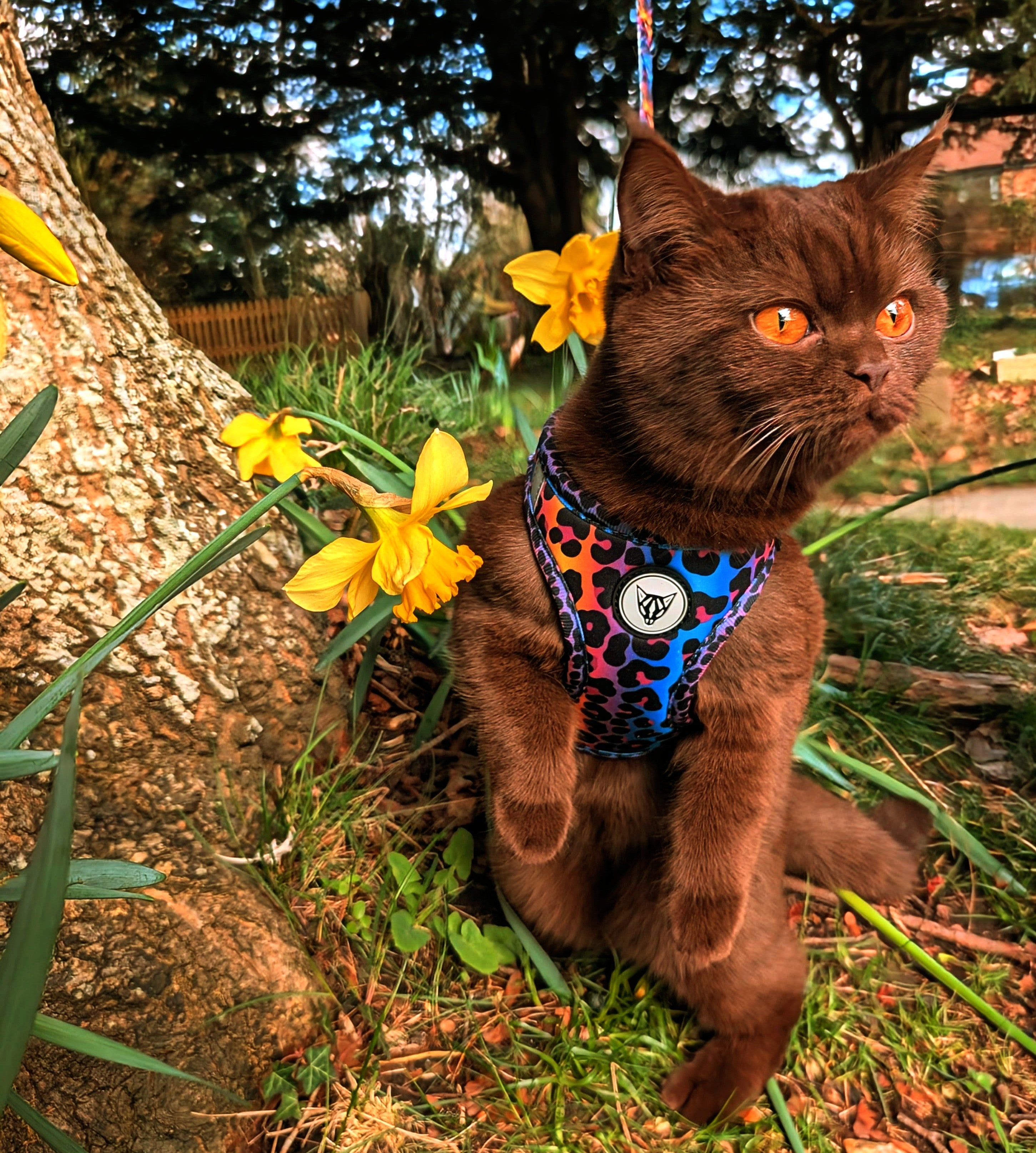 Wild Cat Edition - Ultimate Adventure Bundle