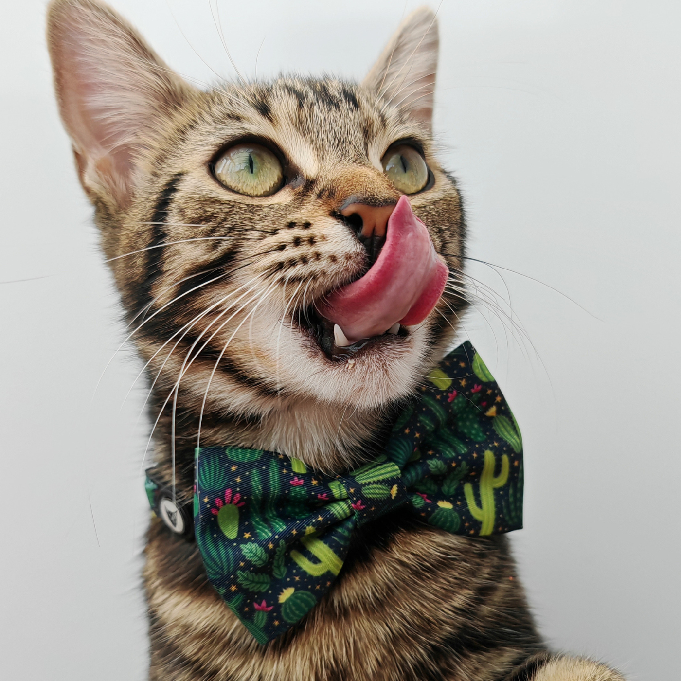 Cactus Edition - Breakaway Cat Collar