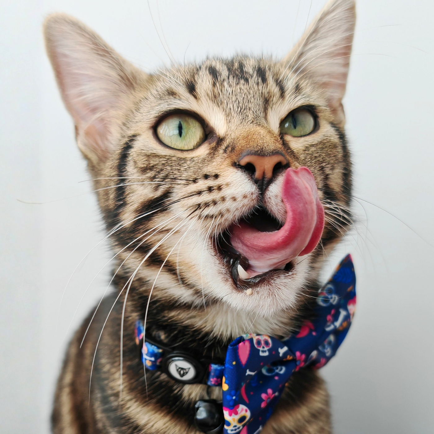 Skull & Bloom Edition - Breakaway Cat Collar