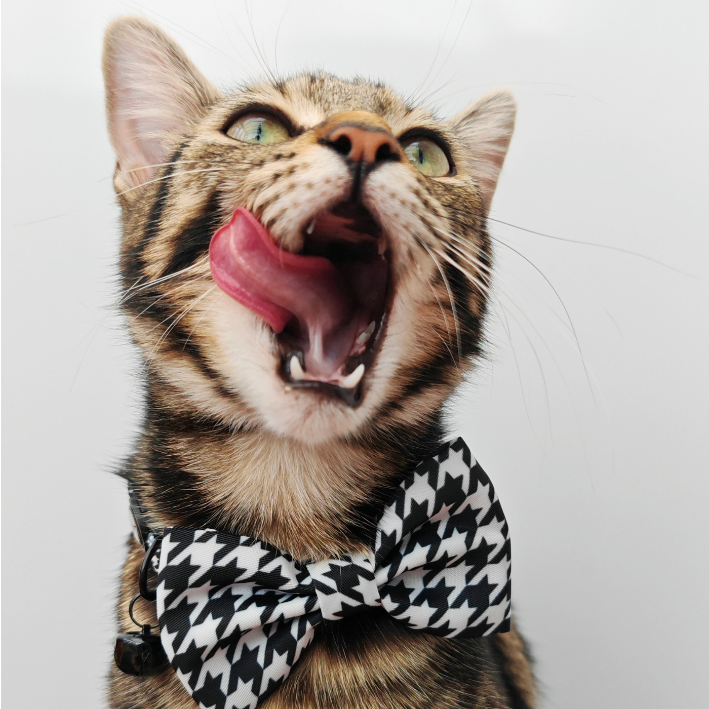 Tailored Tux Edition - Breakaway Cat Collar