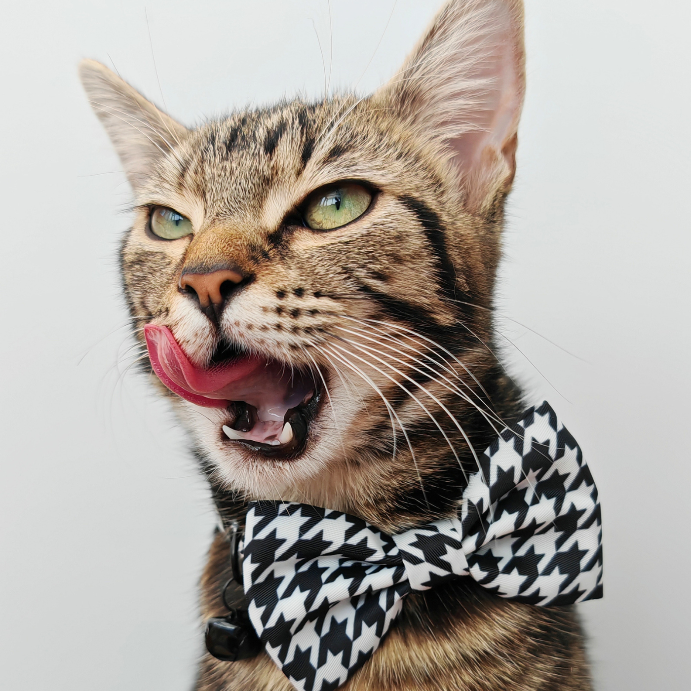 Tailored Tux Edition - Breakaway Cat Collar