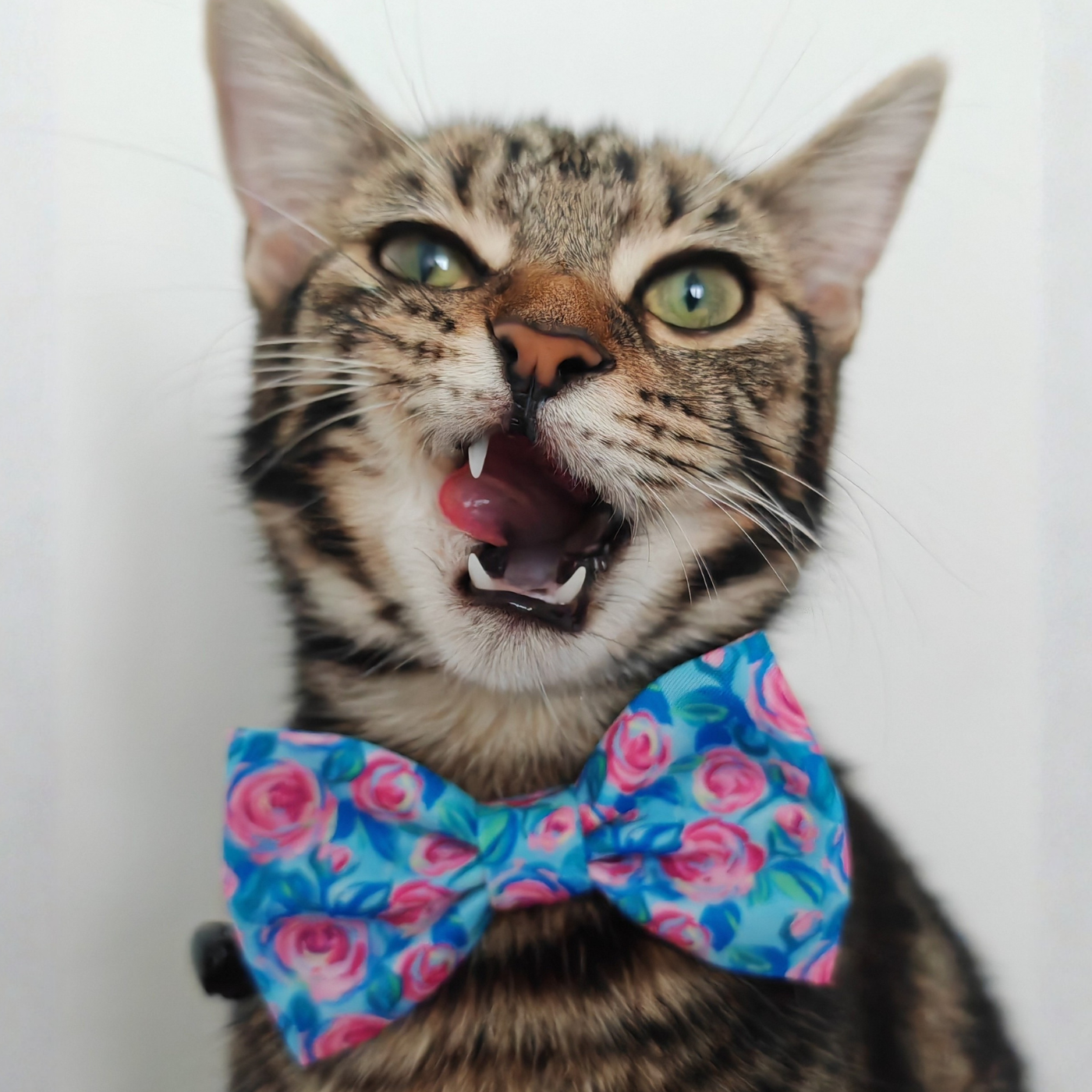 Classic Rose Edition - Breakaway Cat Collar