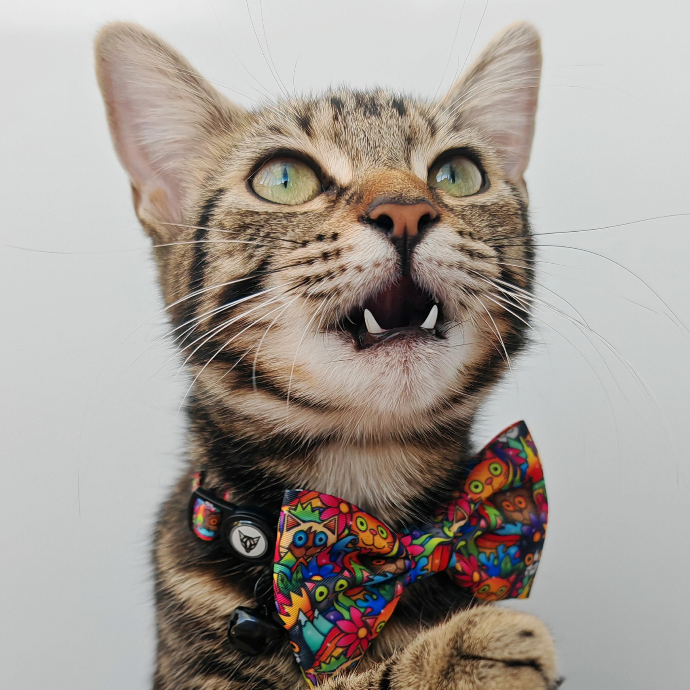 Crazy Cat Edition - Breakaway Cat Collar