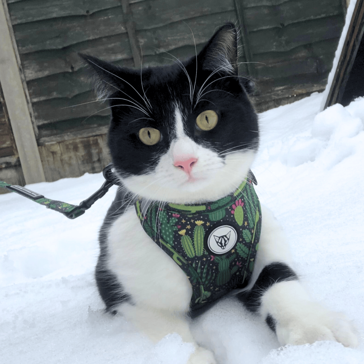 The Urban Kitty Cactus Edition - Step In Cat Harness