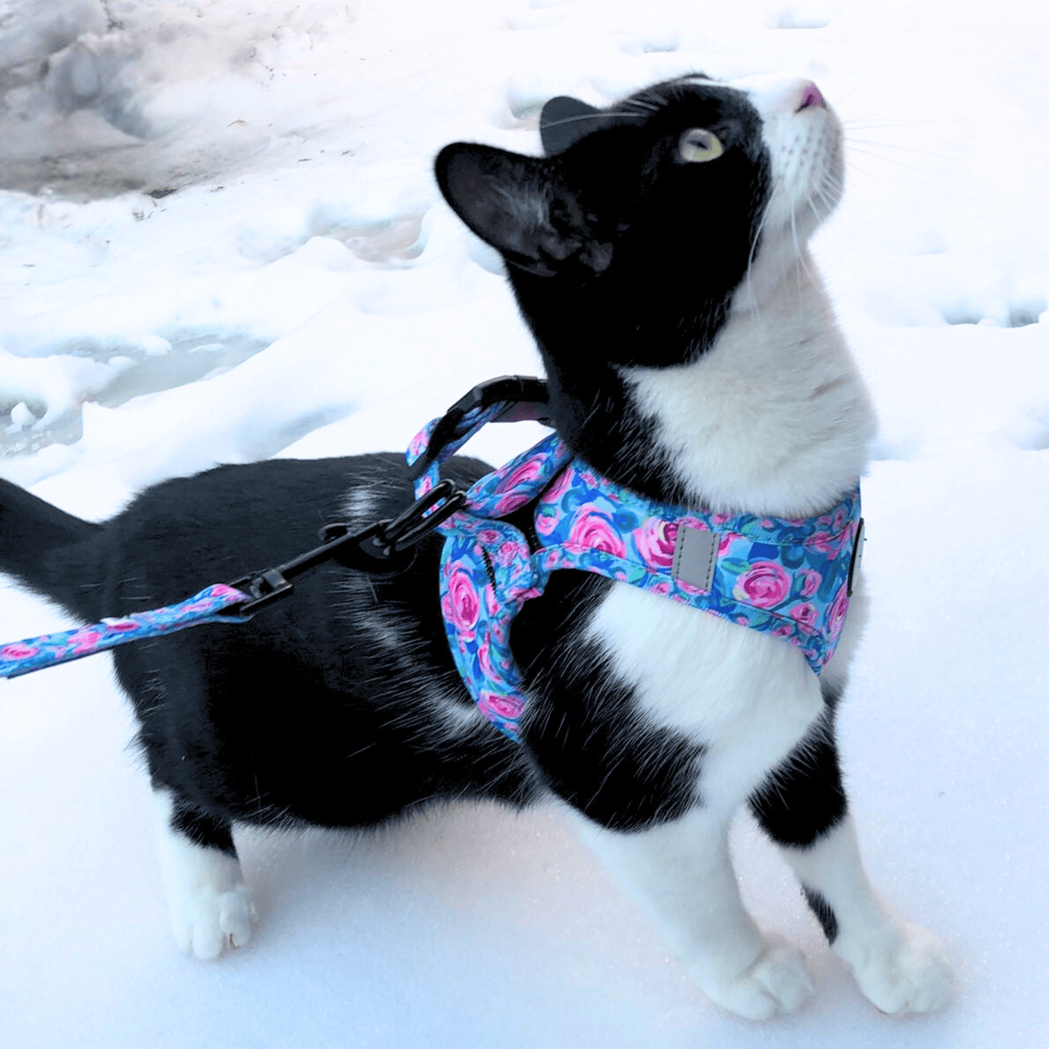 The Urban Kitty Classic Rose Edition - Cat Harness Bundle