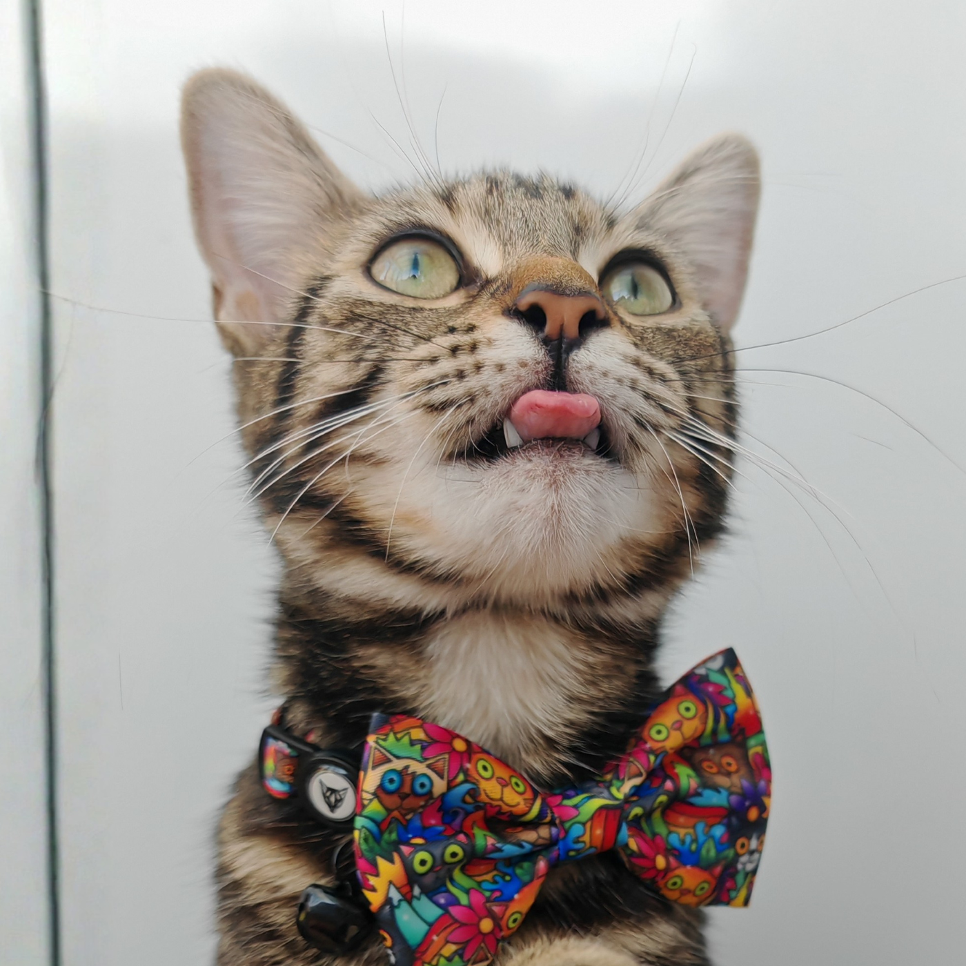 Crazy Cat Edition - Breakaway Cat Collar