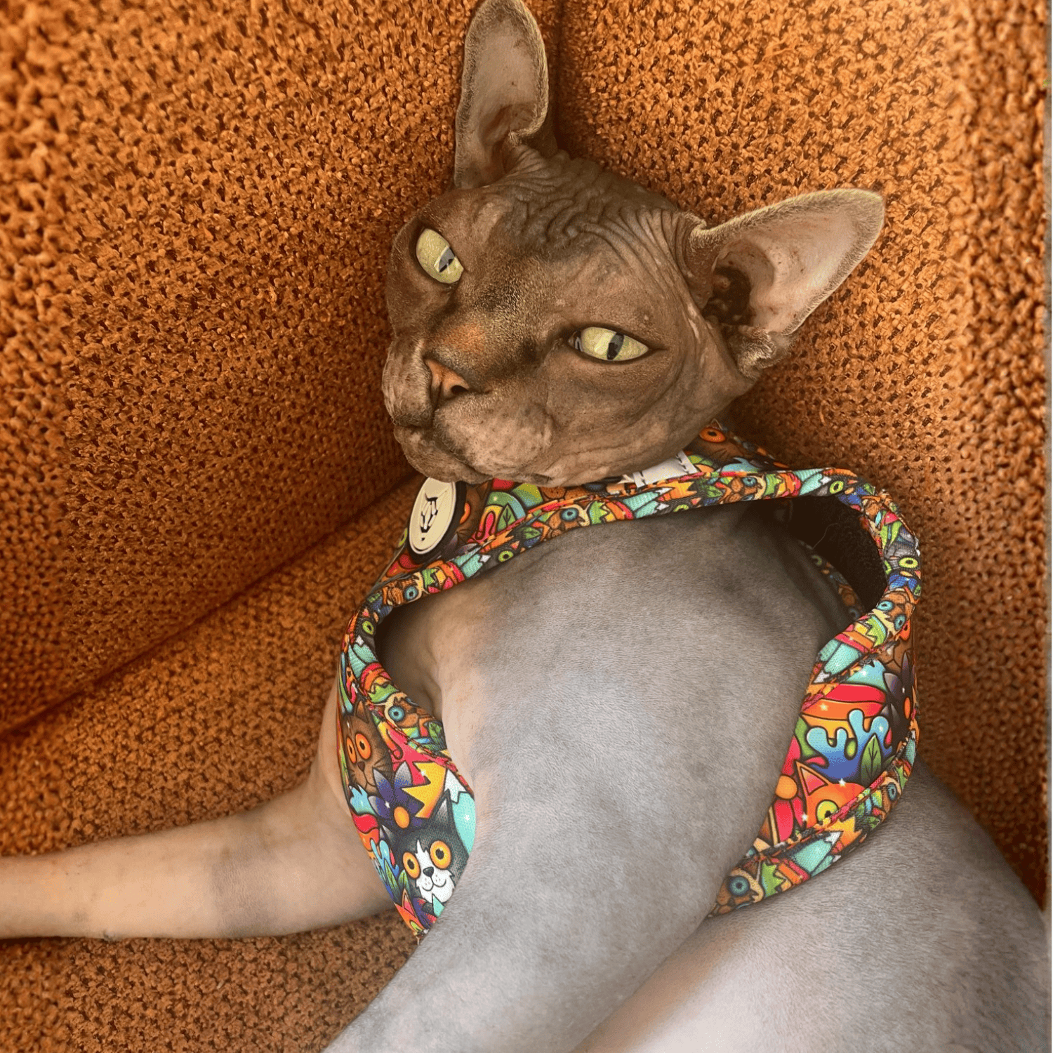 The Urban Kitty Crazy Cat Edition - Cat Harness Bundle