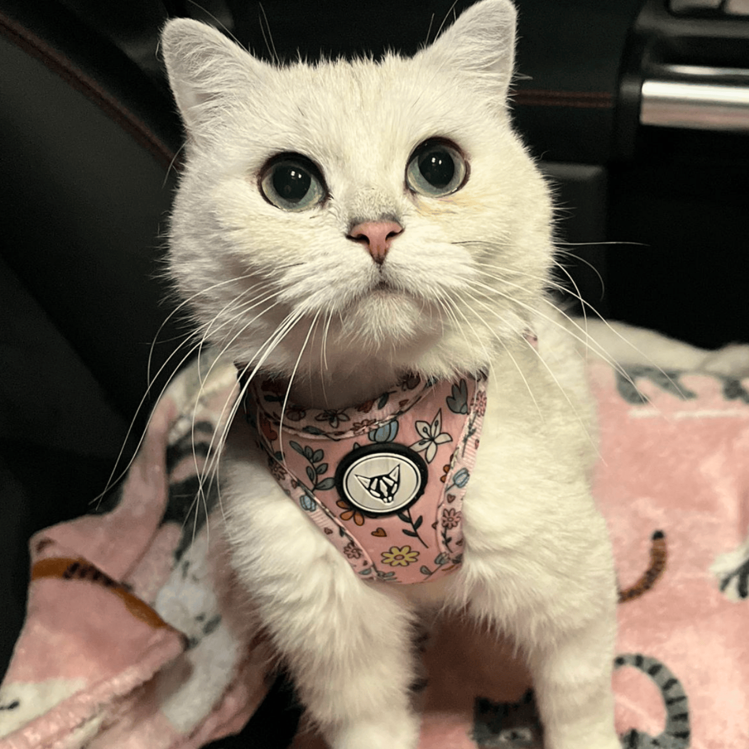 The Urban Kitty Petal & Print Edition - Cat Harness Bundle