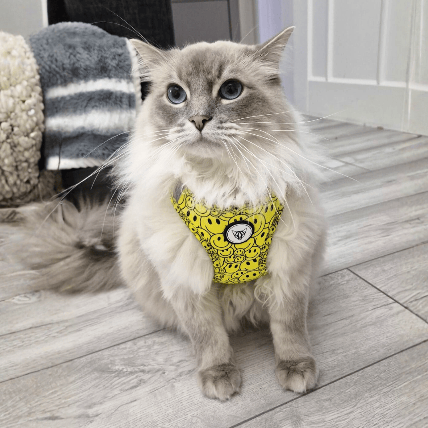 The Urban Kitty Smiley Cat Edition Cat Harness Bundle