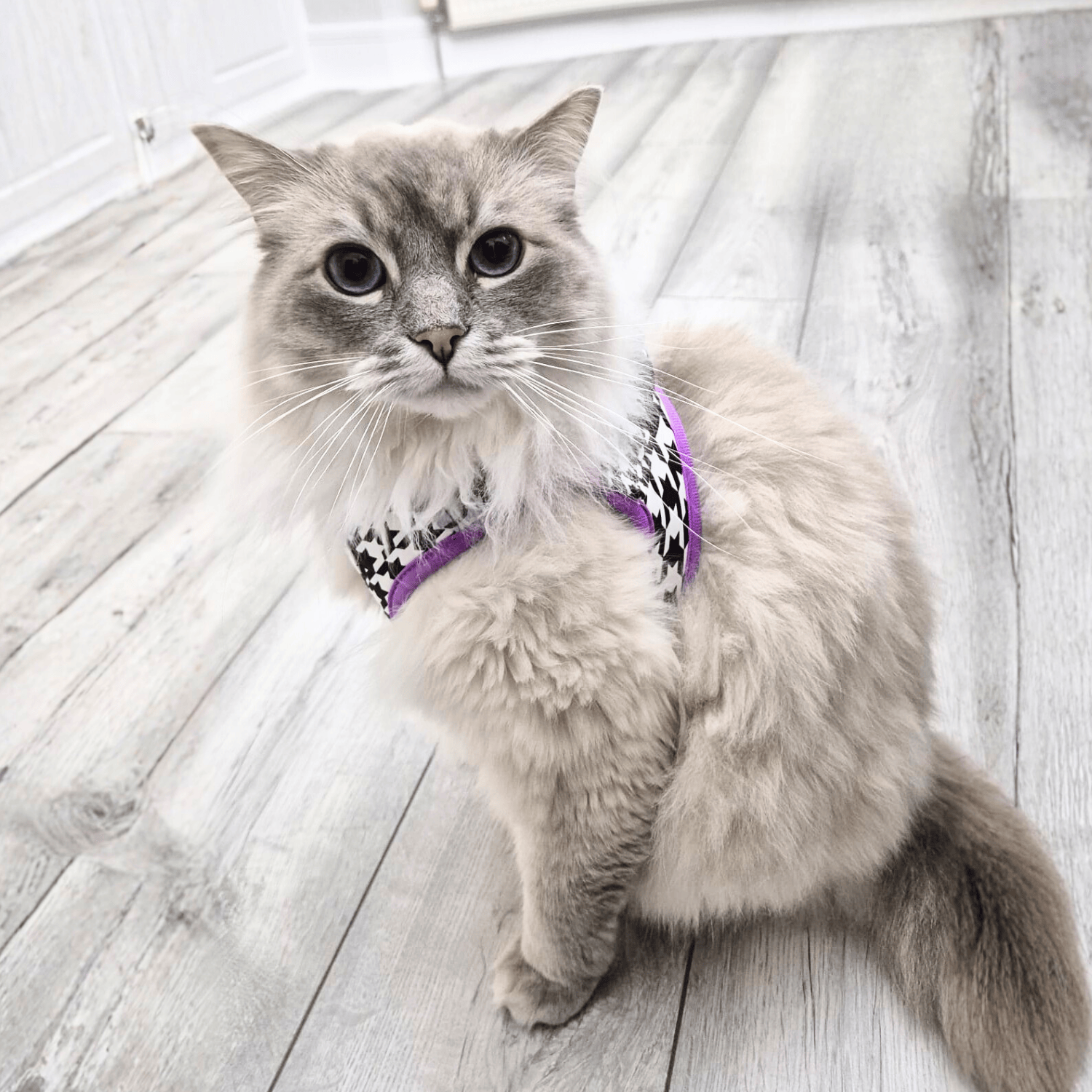 The Urban Kitty Tailored Tux Edition - Cat Harness Bundle