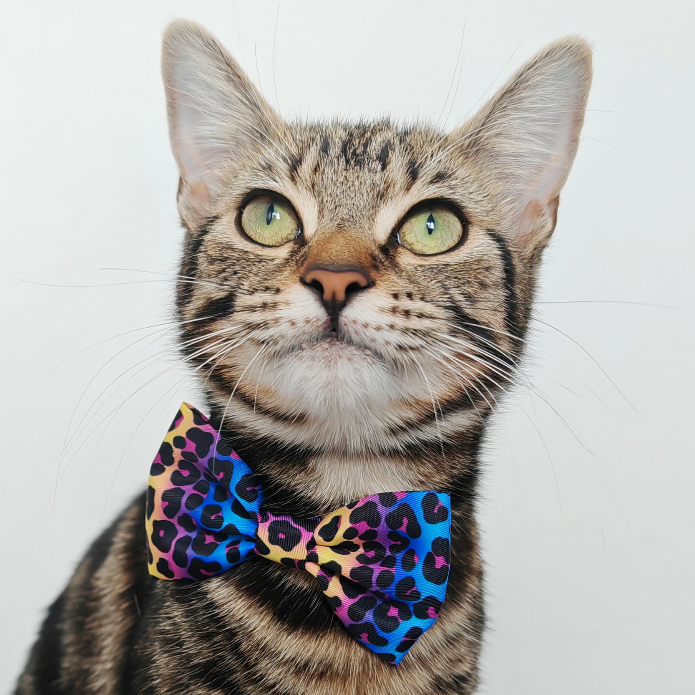 Wild Cat Edition - Breakaway Cat Collar